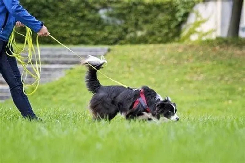 Mantrailing, ein und sucht eine Spur