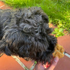 Silikon Pfote Backmatte