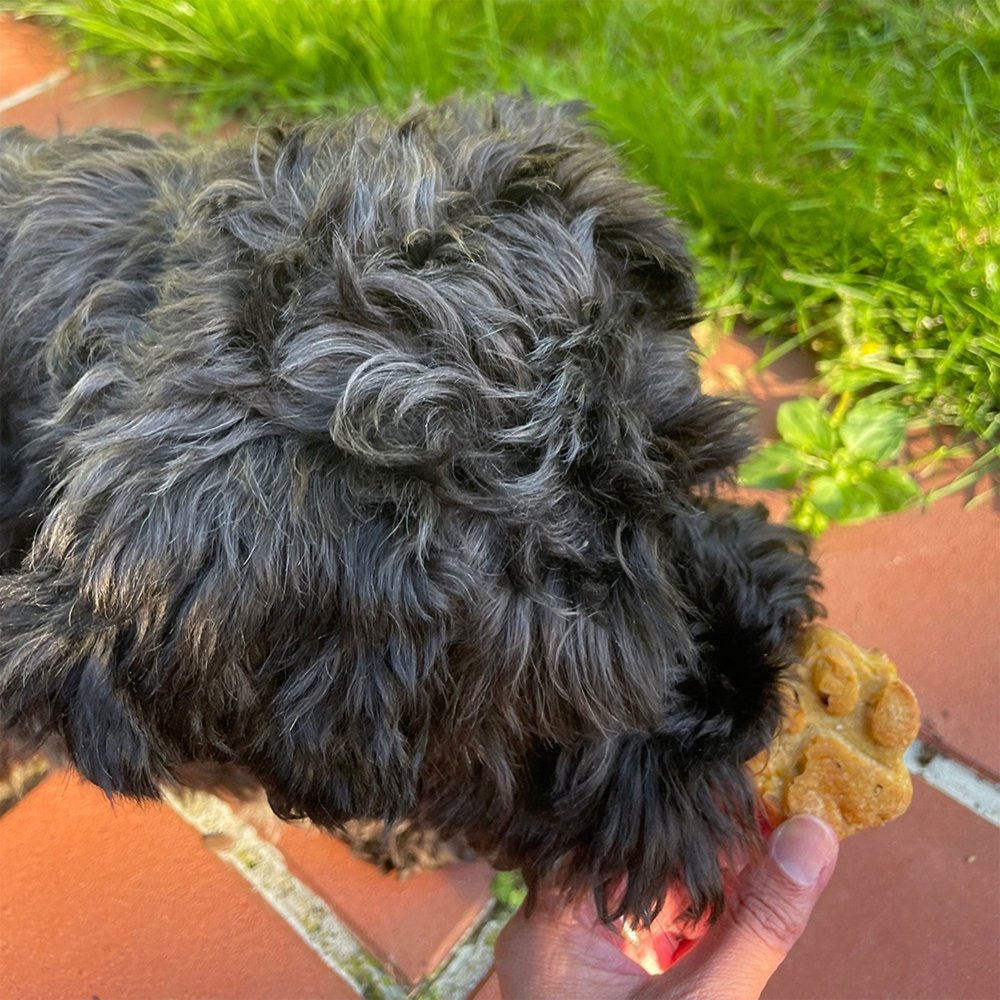 Silikon Pfote Backmatte