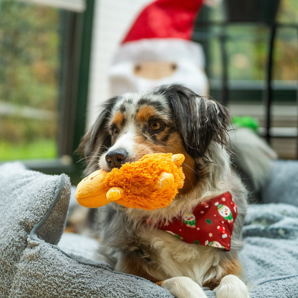Hund liegt im Körbchen und hält den Nobby Lebkuchenmann aus Plüsch im Maul