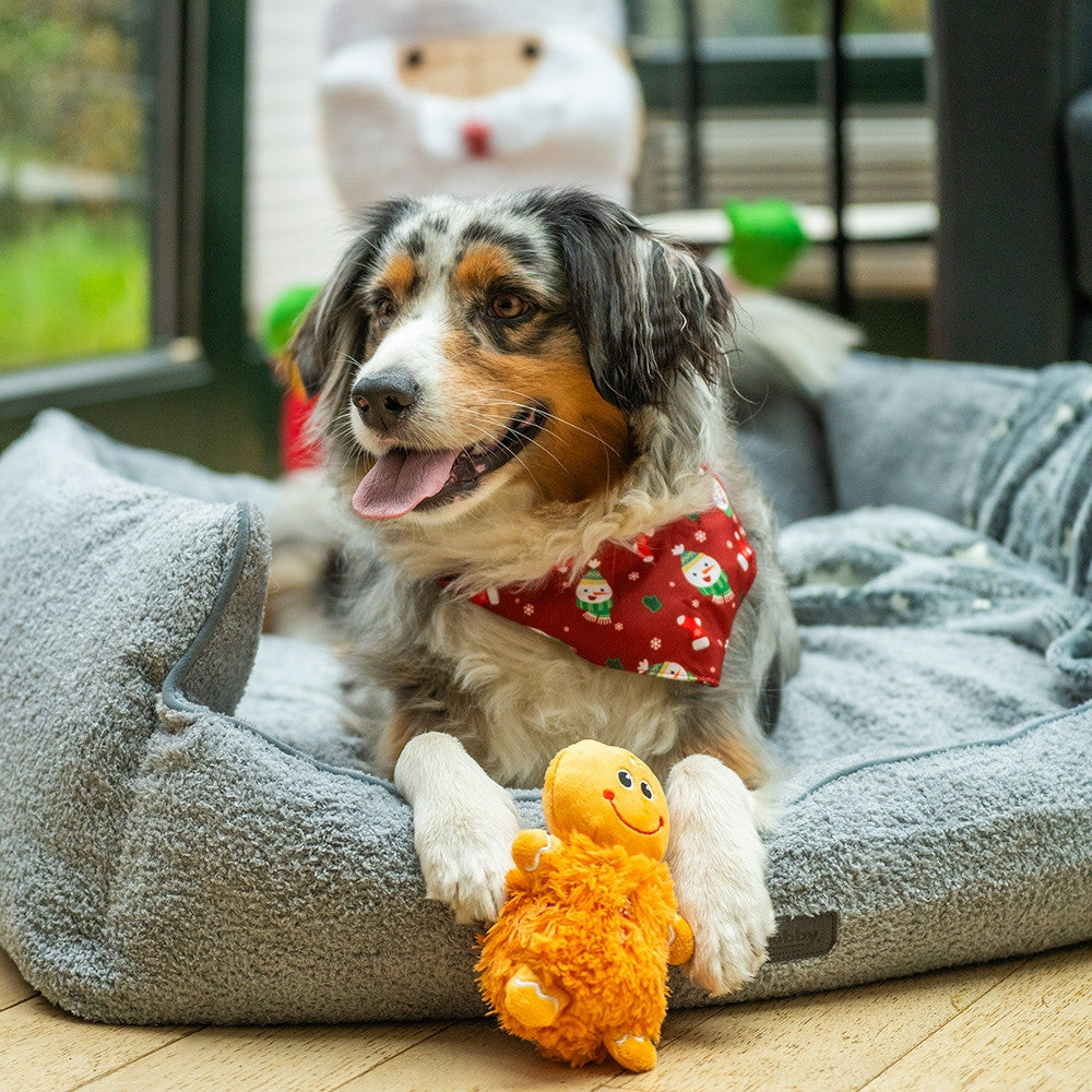 Australian Shepherd mit Weihnachtshalstuch liegt neben dem Nobby Lebkuchenmann Plüschspielzeug