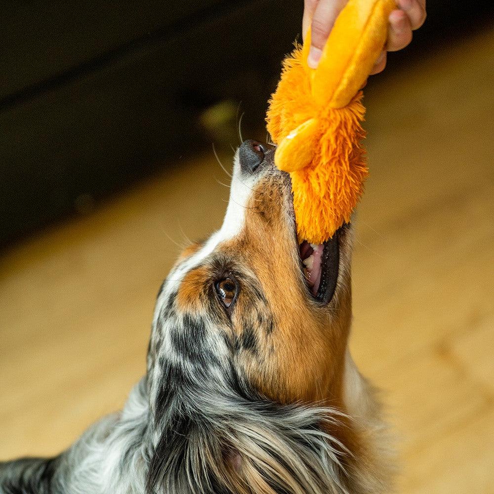 Hund schnappt nach dem Nobby Lebkuchenmann aus Plüsch
