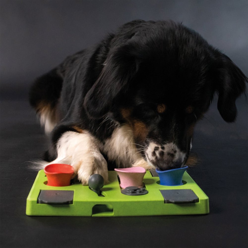 Intelligenzspielzeug für Hunde und Katzen