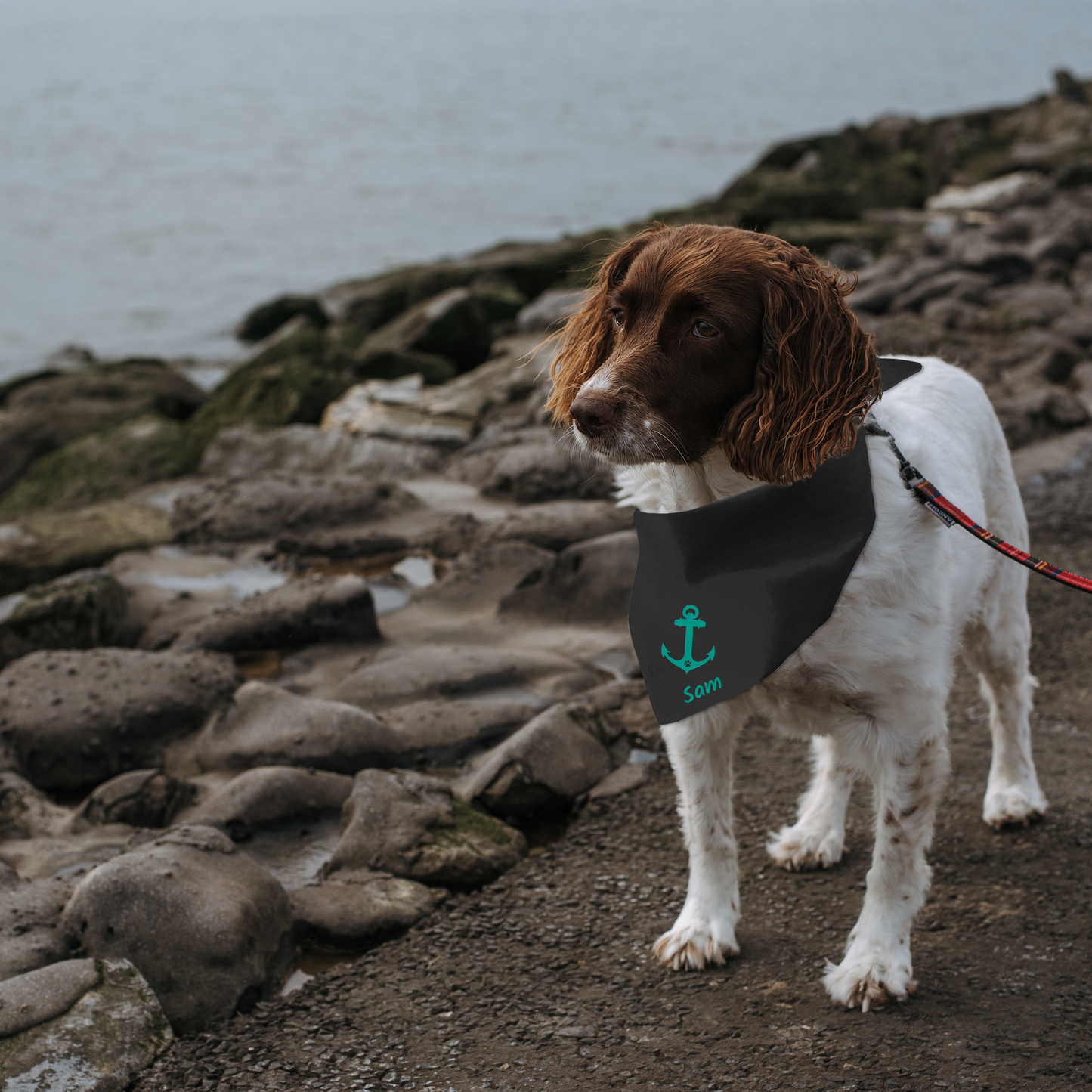 Hund mit Halstuch am Meer