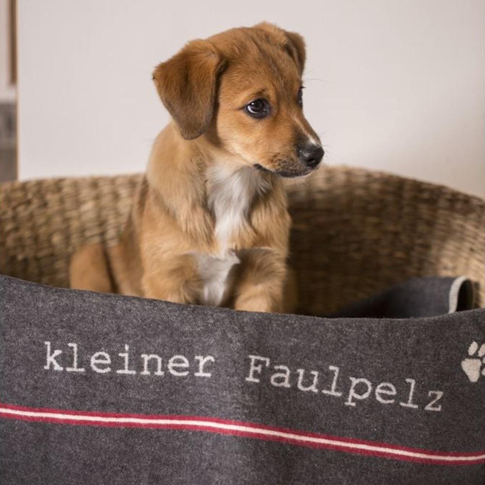 Hundedecke kleiner Faulpelz - Tierisch tolle Geschenke