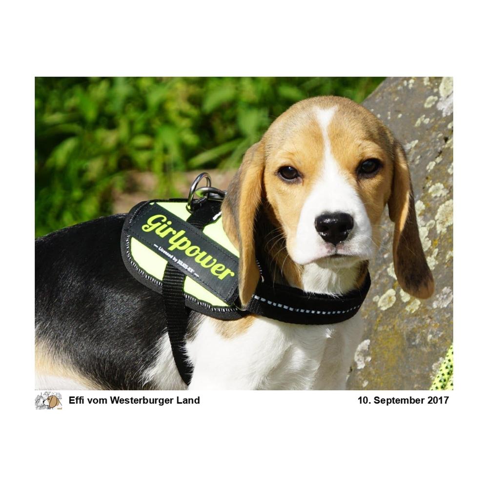 Julius K9 Wunschlogo