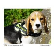 Beagle-Welpe mit Julius-K9 Geschirr und neongelbem Klettlogo Girlpower