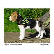 Beagle-Welpe von der Seite, Klettlogo Azubine am Geschirr