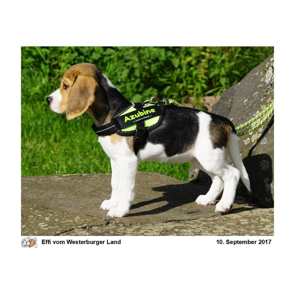 Julius K9 Wunschlogo