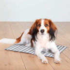 Abkühlung Hund erfrischen Kühldecke