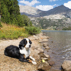 Skipping Stones Aqua Toy 2er Set-Tierisch tolle Geschenke