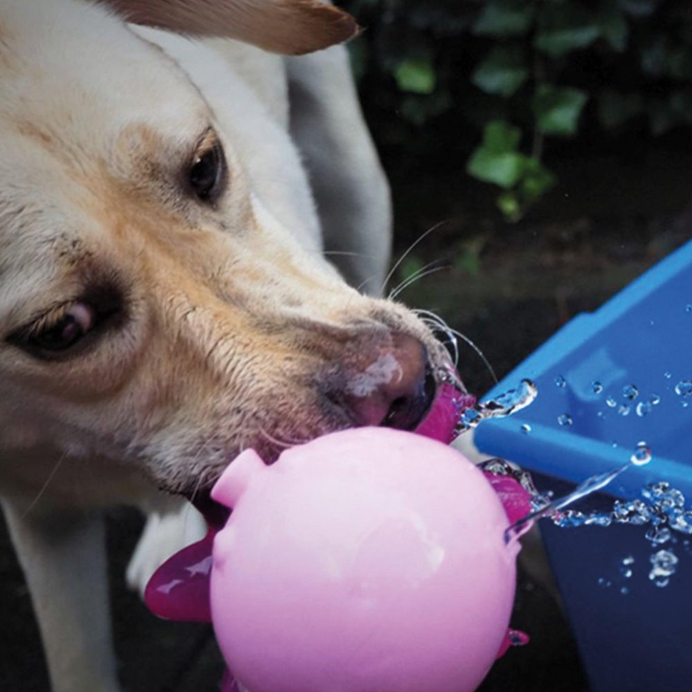 hundespielzeug wasser