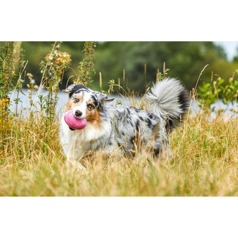 Straußenei - schwimmfähiges Hundespielzeug