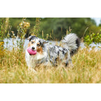 Straußenei - schwimmfähiges Hundespielzeug