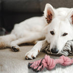 unzerstörbares hundespielzeug