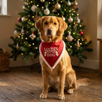 Hund mit rotem Weihnachts-Halstuch Santas Favourite Dog mit Plüschborte vor dem Weihnachtsbaum