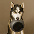 BAMBOO Bambus Hundenapf -District 70-Tierisch-tolle-Geschenke-Tierisch-tolle-Geschenke