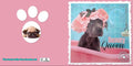 Myrna Grußkarte: Weimaraner-Tierisch tolle Geschenke