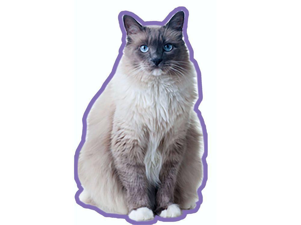 Duftbaum-Wunderbaum Katze: Ragdoll-Tierisch tolle Geschenke