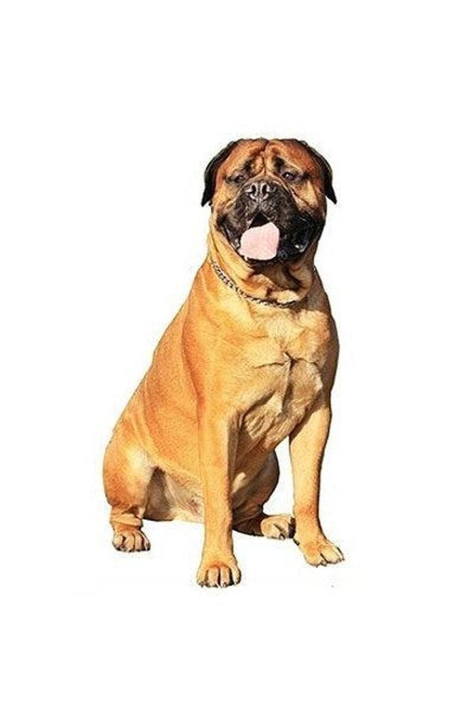 Hunderassen-Auto-Aufkleber: Bullmastiff-Tierisch tolle Geschenke