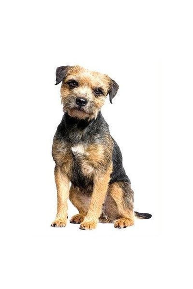 Hunderassen-Auto-Aufkleber: Border Terrier-Tierisch tolle Geschenke