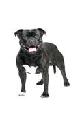 Hunderassen-Auto-Aufkleber: Staffordshire Bullterrier-Tierisch tolle Geschenke
