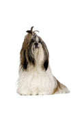 Hunderassen-Auto-Aufkleber: Shih Tzu-Tierisch tolle Geschenke