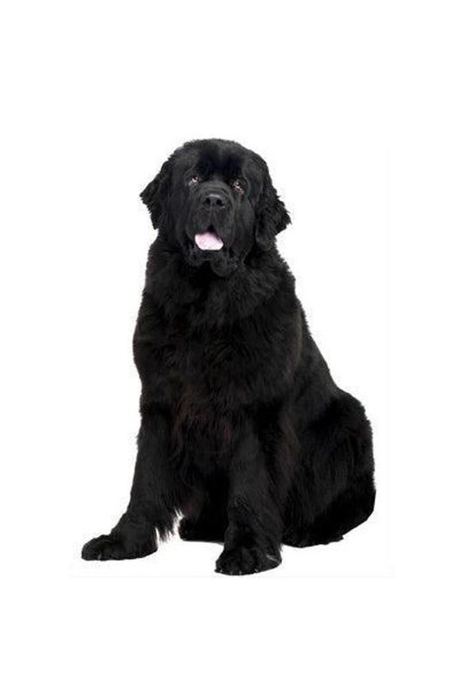 Hunderassen-Auto-Aufkleber: Neufundländer-Tierisch tolle Geschenke