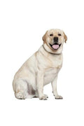 Hunderassen-Auto-Aufkleber: Labrador yellow-Tierisch tolle Geschenke