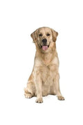 Hunderassen-Auto-Aufkleber: Golden Retriever-Tierisch tolle Geschenke