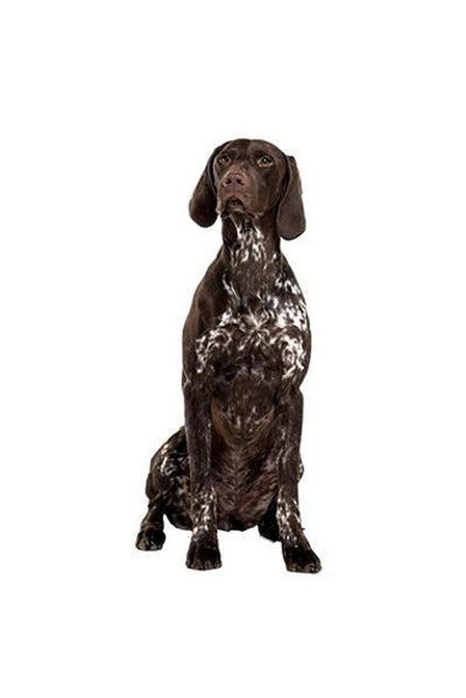 Hunderassen-Auto-Aufkleber: Deutsch Kurzhaar-Tierisch tolle Geschenke