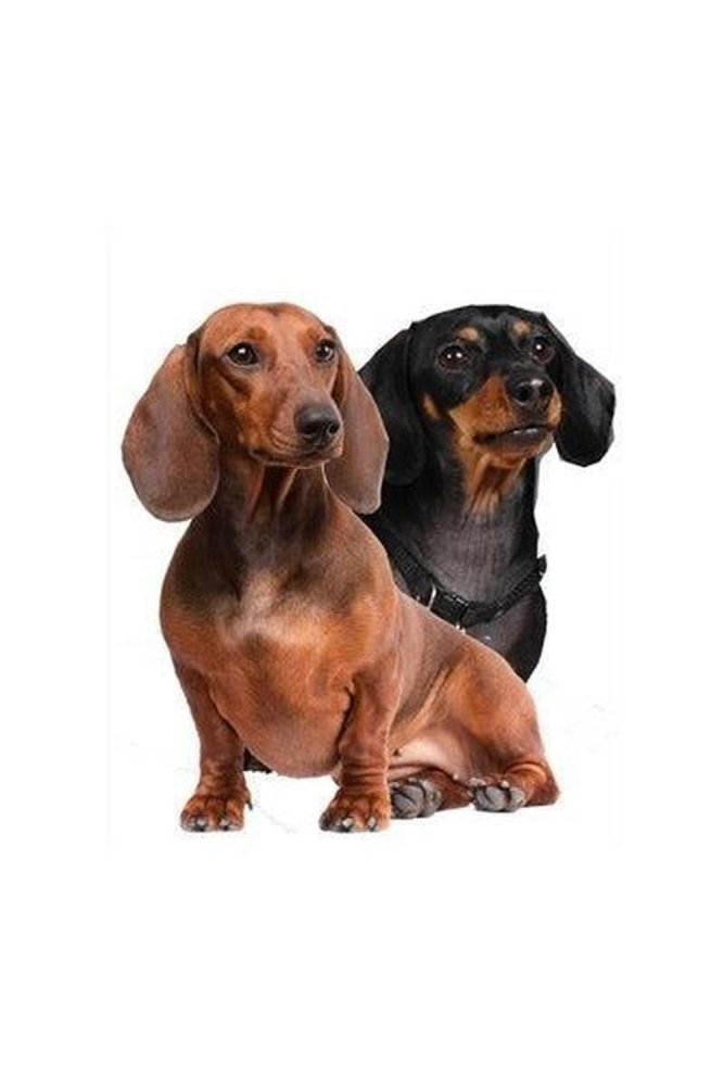 Hunderassen-Auto-Aufkleber: Dackel-Tierisch tolle Geschenke