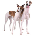 Hunderassen-Auto-Aufkleber: Whippet-Tierisch tolle Geschenke