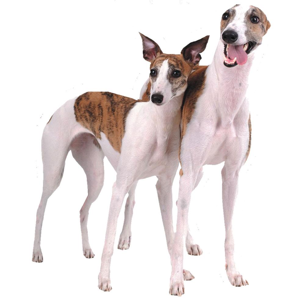 Hunderassen-Auto-Aufkleber: Whippet-Tierisch tolle Geschenke